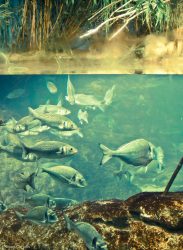 Fishtank at the Barcelona Aquarium