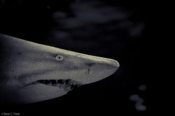 Shark at the Barcelona Aquarium