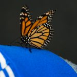Hitchhiker at Butterflies Alive! exhibit